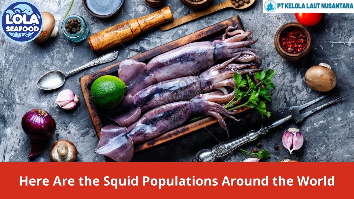 Here Are the Squid Populations Around the World